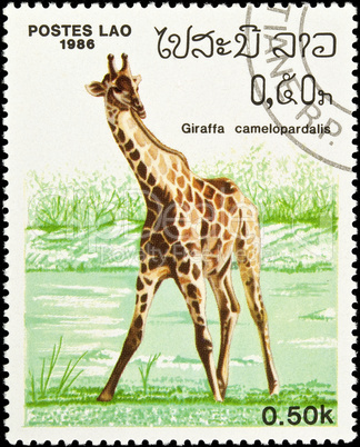 Giraffe stamp.