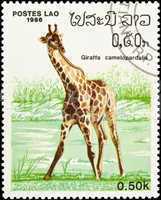Giraffe stamp.