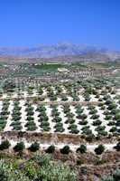 Agriculture in Crete, Greece.