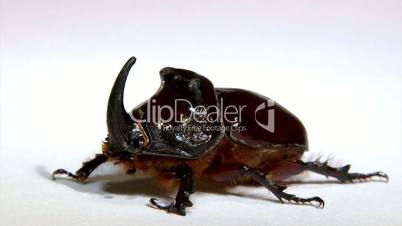 Rhinoceros beetle.