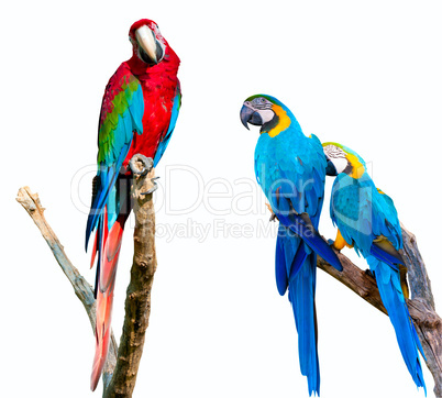 Parrots on White