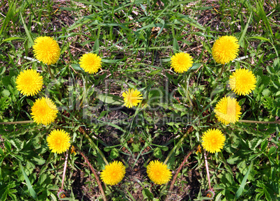 heart made of yellow dandelions on green grass