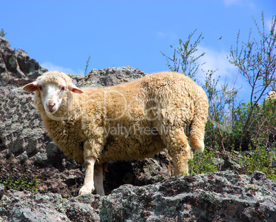 A sheep is eating grass on a beautiful mountain