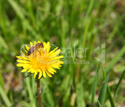 macro bee on yellow dandelion flower