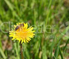 macro bee on yellow dandelion flower