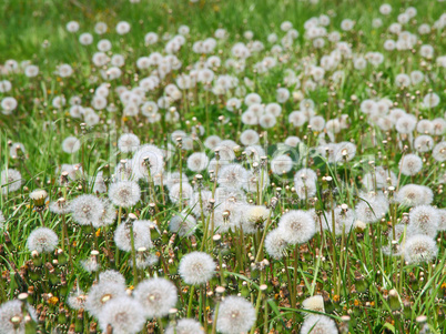 Summer  field  of  dandelions flowers