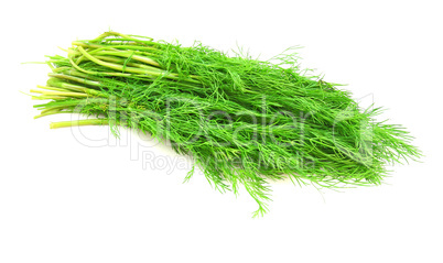 fennel on a white background