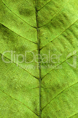 Dried leaf