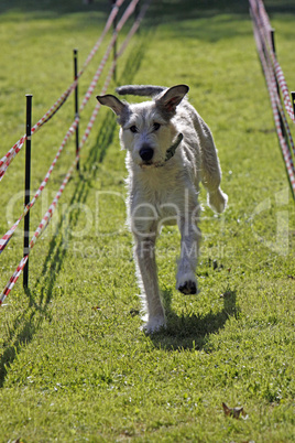 Irischer Wolfshund bei einem Hunderennen