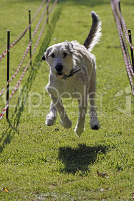 Irischer Wolfshund bei einem Hunderennen