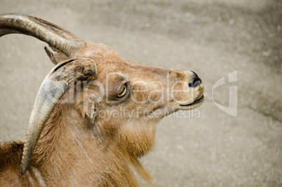 Head of a wild goat