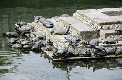 Turtles on stairs in a temple