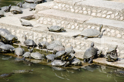 Turtles on stairs in a temple