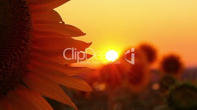 flowering sunflowers on a background sunset