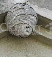 hornets nest under a roof overhang