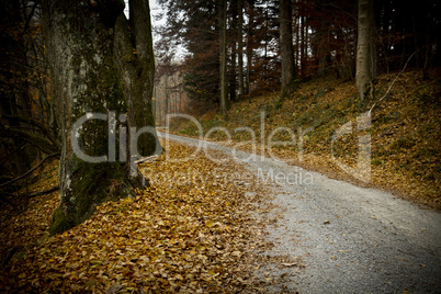 path in german forest
