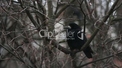 Ravens on tree