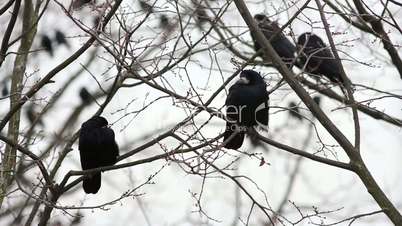 Ravens on tree