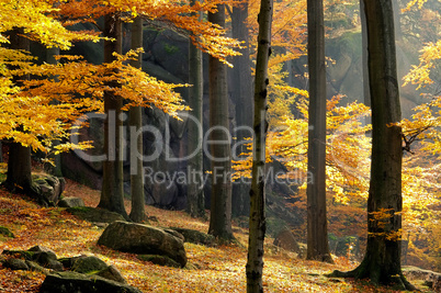 Felsen im Buchenwald - rock in beech forest 03