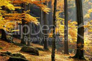 Felsen im Buchenwald - rock in beech forest 03