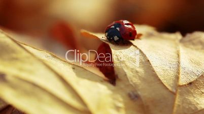 ladybird on an autumn leaf
