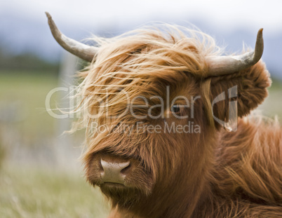 young brown highland cattle