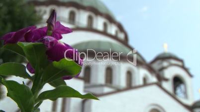 Temple of St Sava - purple flowers
