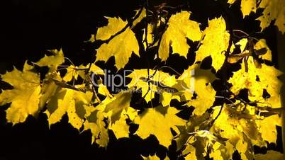 Maple leaves (night view)