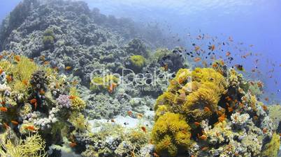 Large colony of magnificent anemones.