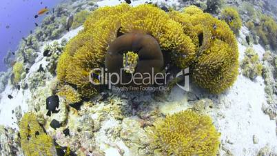 High angle view of a colony of magnificent anemones