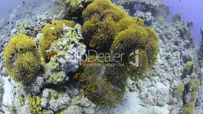 High angle view of a Large colony of magnificent anemones.