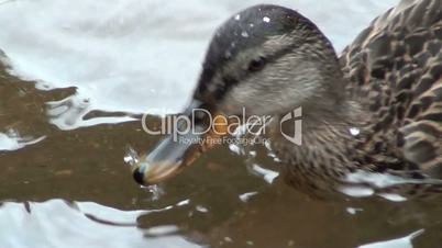 Mallard duck close-up
