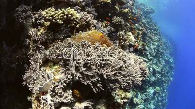 Red sea anemone fish