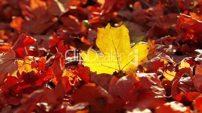 autumn foliage