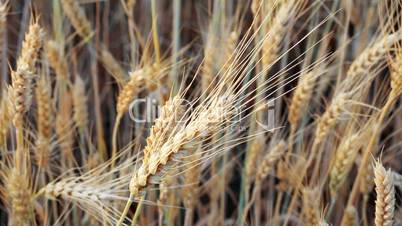 wheats
