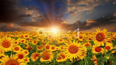 flowering sunflowers on a background sunset