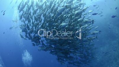 Large shoal/School of Bohar snapper