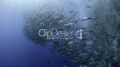 Large shoal/School of Bohar snapper