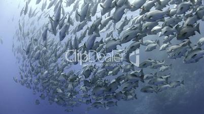 Large shoal/School of Bohar snapper