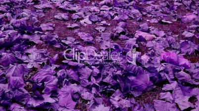 falling purple leaves full on ground.