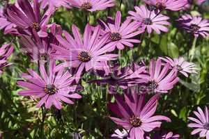 Purple Flowers