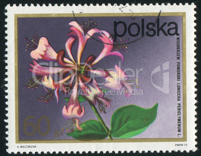 poststamp flower