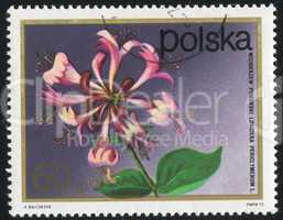 poststamp flower
