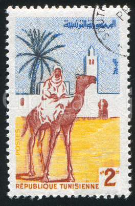 Camel rider