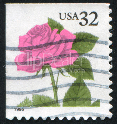 stamp rose