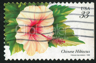 Chinese Hibiscus