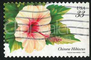 Chinese Hibiscus