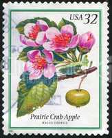 Prairie Crab Apple