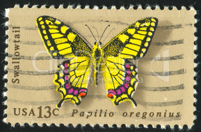 butterfly Swallowtail