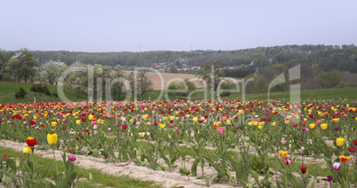 landscape and a field of tulips